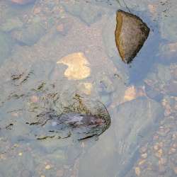 Beaver Photo: Amy Quist