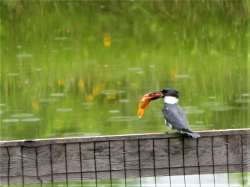 Kingfisher Photo: Sheryl Gebauer