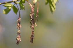 Box elder samaras Photo: Anonymous