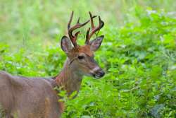 Buck shedding velvet Photo: Tom Grett