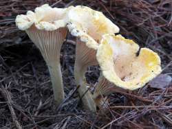 Chanterelles Photo: Chantal Caron