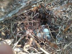 Mallard nest Photo: CJ Frankiewicz