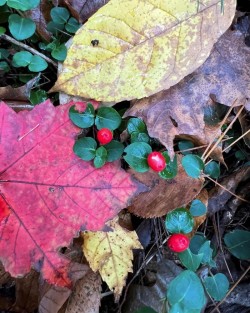 Partridgeberry Photo: Sheri Larsen