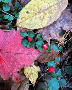 Partridgeberry Photo: Sheri Larsen