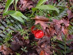 Scarlet cup Photo: Tami Gingrich