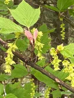 Striped maple Photo: Peggy Warwick