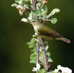 Tennessee Warbler Photo: Ben Metcalf