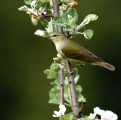 Tennessee Warbler Photo: Ben Metcalf