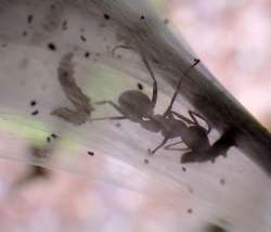 Ant attack Photo: Frank Kaczmarek