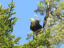 Bald eagle Photo: Richard Philben