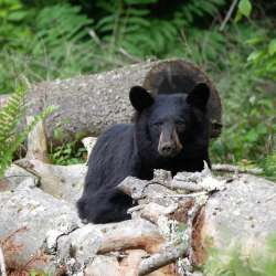 Bear mama Photo: Amy Quist