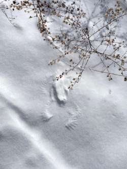 Bird snowprint Photo: Lori K. van Handel