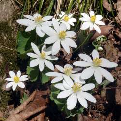 Blood root Photo: Sheri Larsen