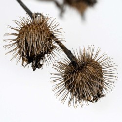 Burdock seeds Photo: Sandy Dannis