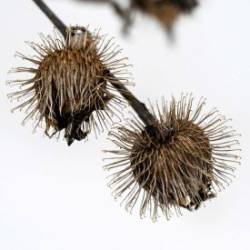 Burdock seeds Photo: Sandy Dannis