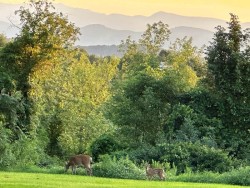 Doe and fawn Photo: Tom Nold