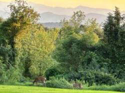Doe and fawn Photo: Tom Nold