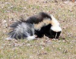 Skunk Photo: Sheri Larsen