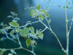 Jewelweed Photo: Clare Lise Kelly