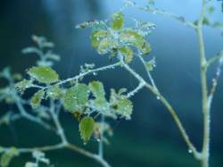Jewelweed Photo: Clare Lise Kelly