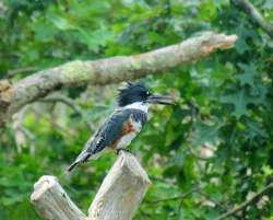 Kingfisher Photo: Richard A. Philben