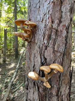 Fungi Photo: Igor Zlokarnik