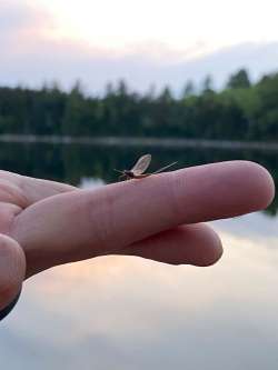 Mayfly Photo: Cheryl Metcalf