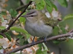 Red eyed vireo Photo: Charlie Schwarz
