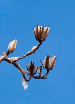 Tulip tree Photo: Ross Lanius