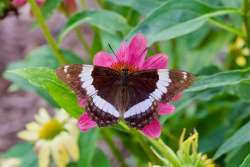 White admiral butterfly Photo: Tom Grett