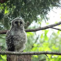 Barred owlet Photo: Gary Campbell