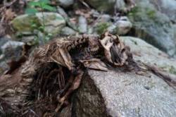 Dead porcupine Photo: Tristan Phillips