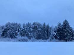 Forest at dusk Photo: Richard Philben