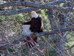 Eagle Photo: Tina Richard