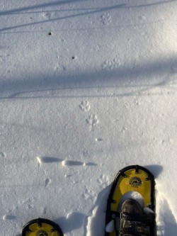 Fox tracks Photo: Wayne Stocker