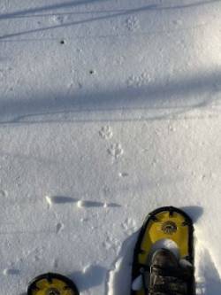 Fox tracks Photo: Wayne Stocker