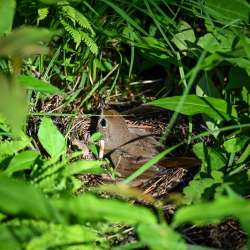 Hermit thrush Photo: Sandy Dannis