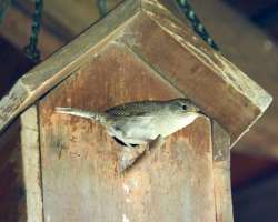 House wren Photo: Ross Lanius