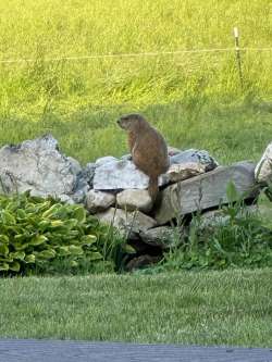 Woodchuck Photo: Carolyn Wheeler