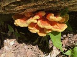 Bracket fungus Photo: Alfred J. Sorensen