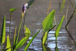 Pickerel Weed Photo: Eric D'Aleo