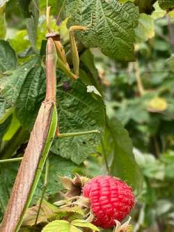 Praying mantis Photo: Jack Collins