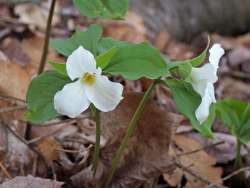 White trillium Photo: Charlie Schwarz