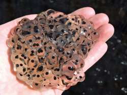 Wood frog eggs Photo: Tami Gingrich