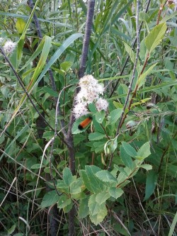 Woolly bear caterpillar Photo: Joyce Layne