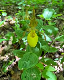 Yellow ladysslipper Photo: Sheri Larsen