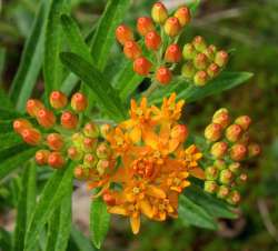 Milkweed Photo: Frank Kaczmarek