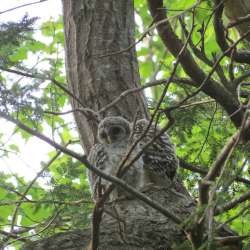 Barred owlet Photo: Gary Campbell