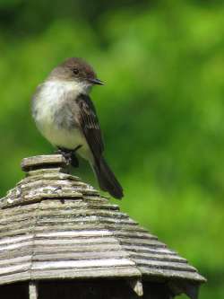 Eastern phoebe Photo: Chantal Caron