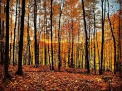 Forest sunset Photo: Heather Furman